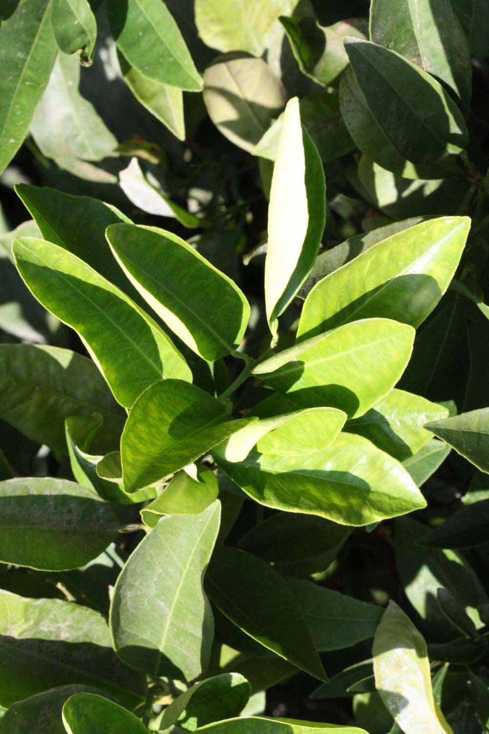              Sun leaves (Riverside, CA)       